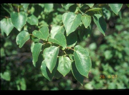 leaves